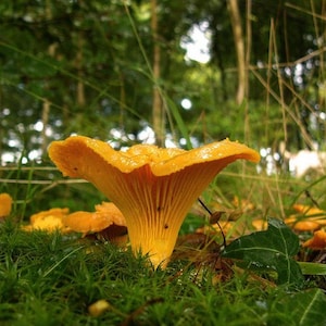 15 g Fresh YELLOW CHANTERELLE Mycelium Cantharellus cibarius Buy Mushroom Spawn Seeds Spores eBook image 1