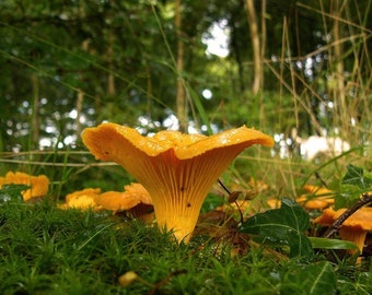 15 g Frais CHANTERELLE JAUNE Mycélium Cantharellus cibarius Acheter Graines de frai de champignons Spores + eBook