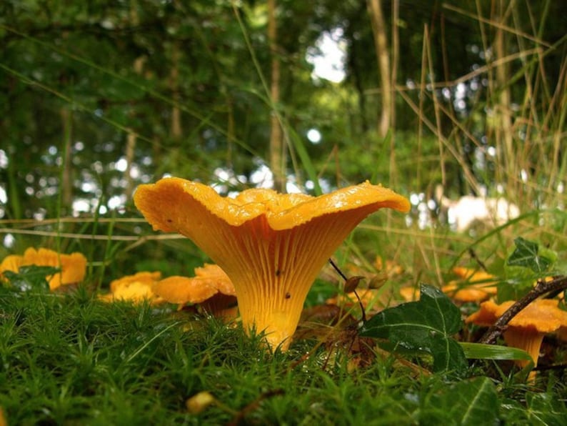 15 g Fresh YELLOW CHANTERELLE Mycelium Cantharellus cibarius Buy Mushroom Spawn Seeds Spores eBook image 1