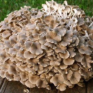 30 Fresh Polyporus umbellatus UMBRELLA POLYPORE Mushroom Dowels Plugs Buy Mushroom Spawn Spores + eBook