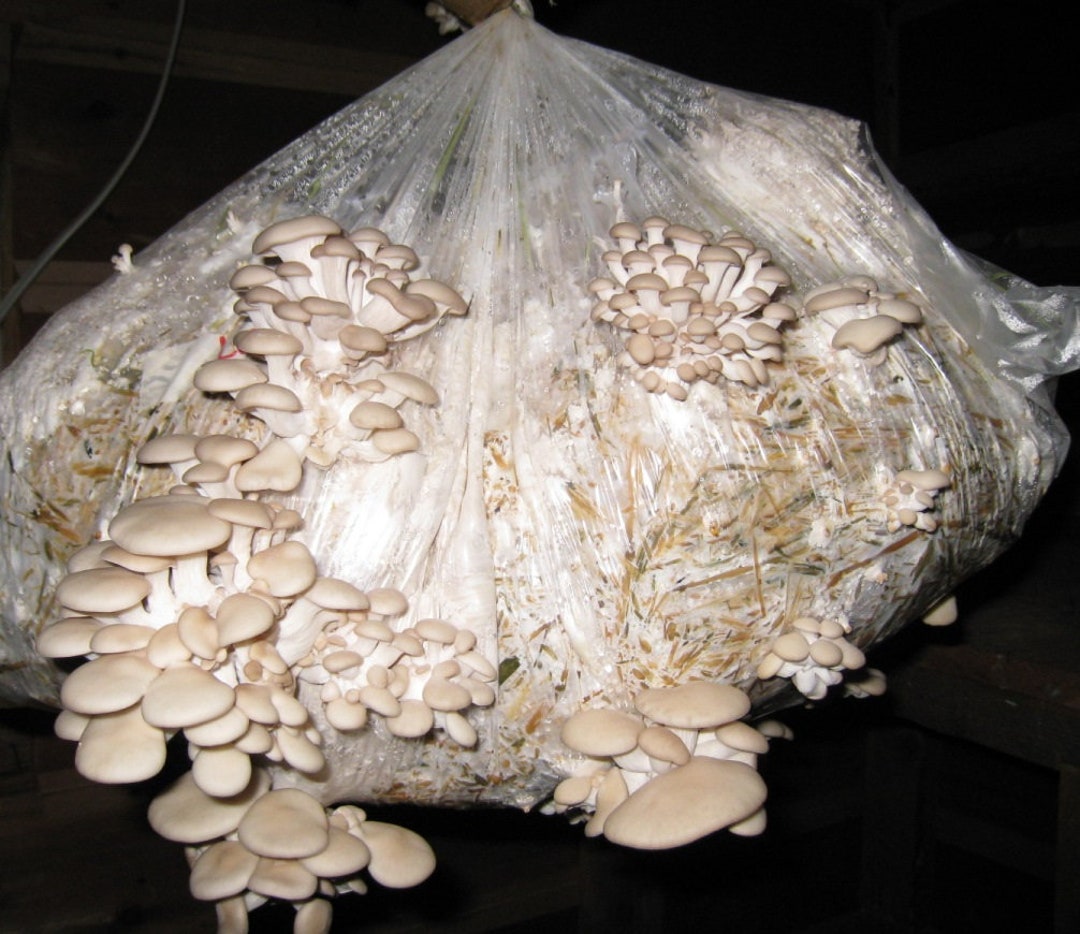 Mycelium Free PEARL Ostreatus - Fresh G Spores Etsy WHITE Ebook 40 Mushroom OYSTER Sweden Pleurotus Seeds Spawn