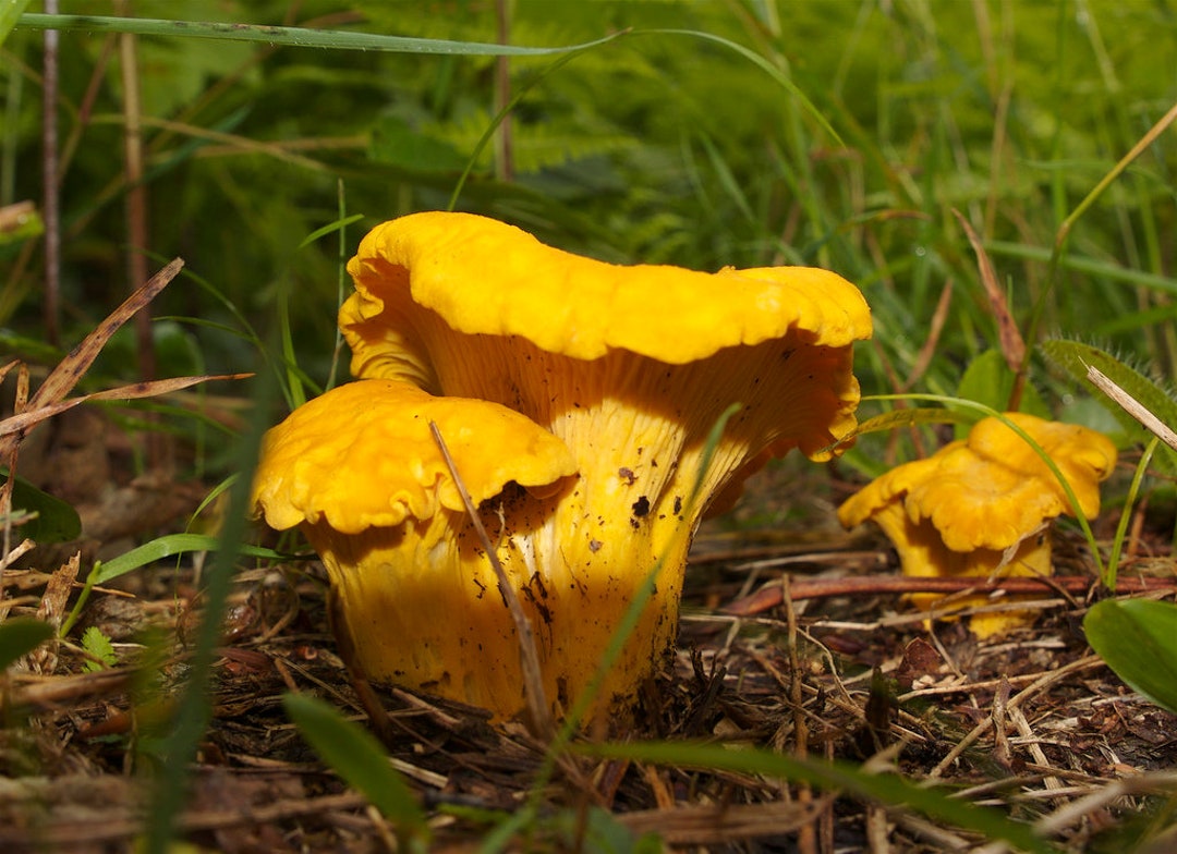 30 G Fresh YELLOW CHANTERELLE Mycelium Buy Cantharellus Etsy UK