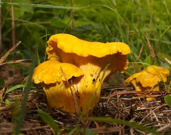 30 g Fresh YELLOW CHANTERELLE Mycelium Buy Cantharellus cibarius Mushroom Spawn Seeds Spores + eBook