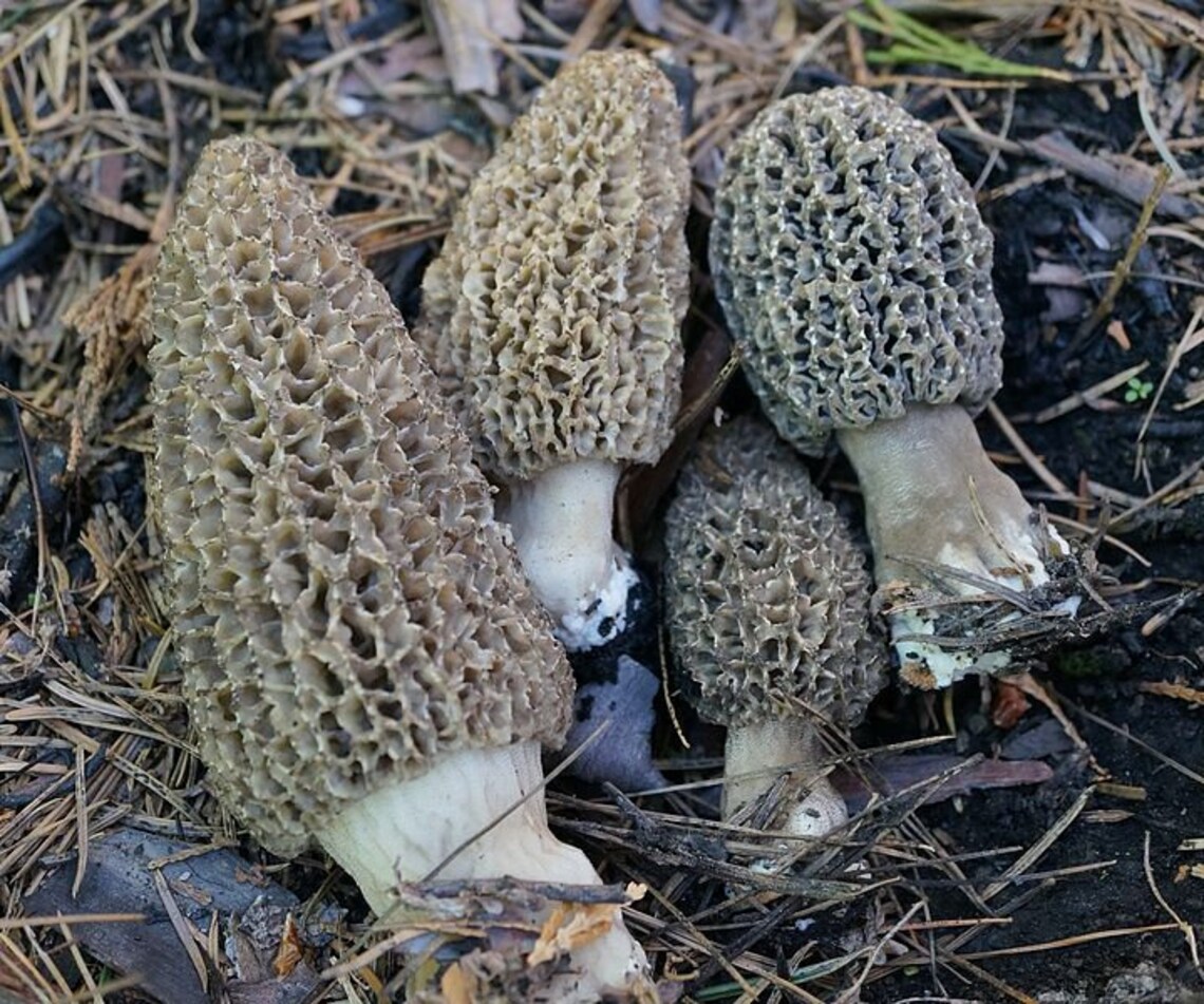 25 G Fresh GRAY MOREL Morchella Tomentosa Mycelium Buy Etsy