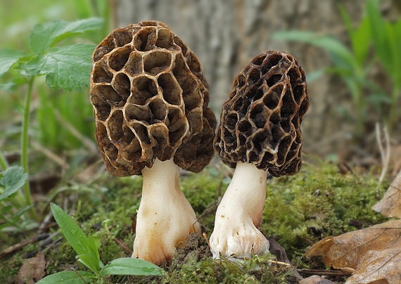 eBook 15 g Fresh PURPLE MOREL Mycelium Morchella Buy Mushroom Spawn Spores