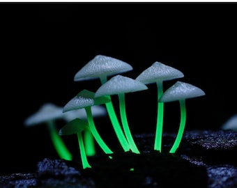 30 Mycena Filoboletus manipularis bioluminescents frais Acheter des chevilles de champignons, des spores de frai + eBook