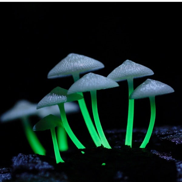 30 Fresh Bioluminescent Mycena Filoboletus manipularis Buy Mushroom Dowels Plugs Spawn Spores + eBook