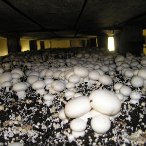 25 g Fresh Agaricus bisporus Mycelium Buy WHITE BUTTON Champignon Mushroom Spawn Spores Seeds + Free eBook
