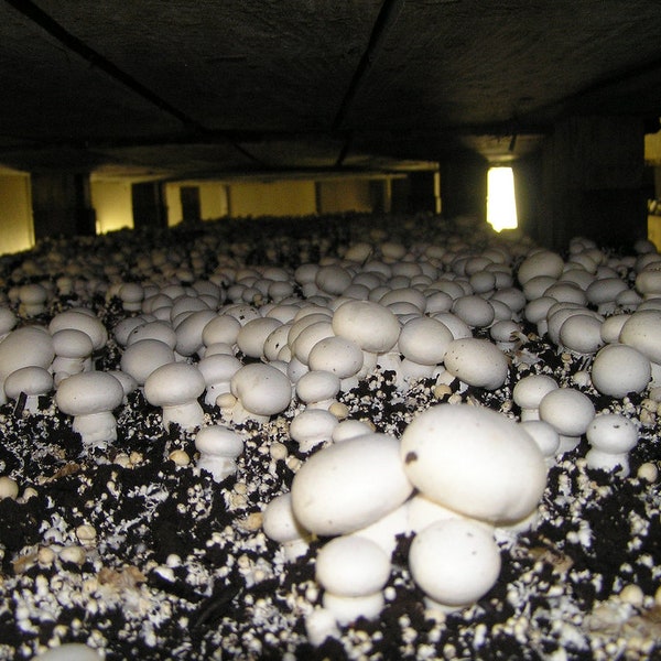 25 g Fresh Agaricus bisporus Mycelium Comprar WHITE BUTTON Champignon Champignon Mushroom Spawn Spears Seeds + eBook gratis