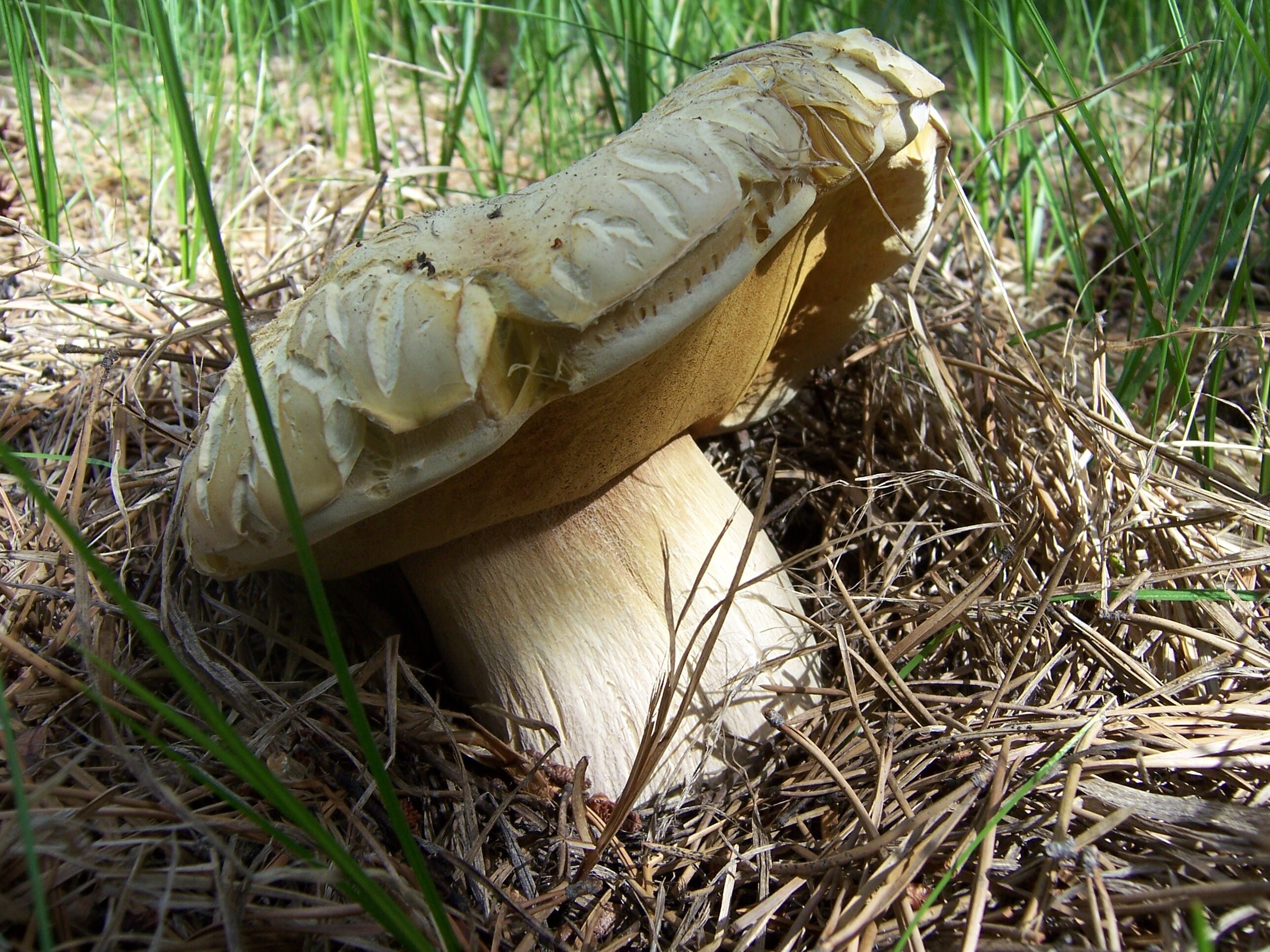 100 g Fresh BOLETUS EDULIS Porcini Cep Buy Mushroom Spawn Spores Seeds