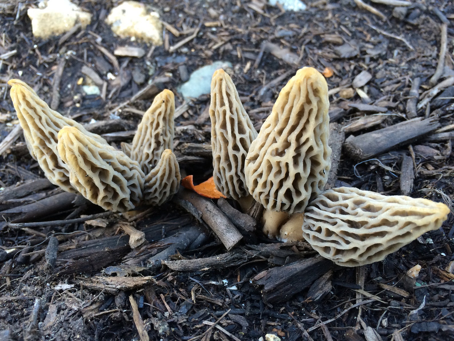25 g Fresh WHITE MOREL Morchella deliciosa Mycelium Buy Etsy