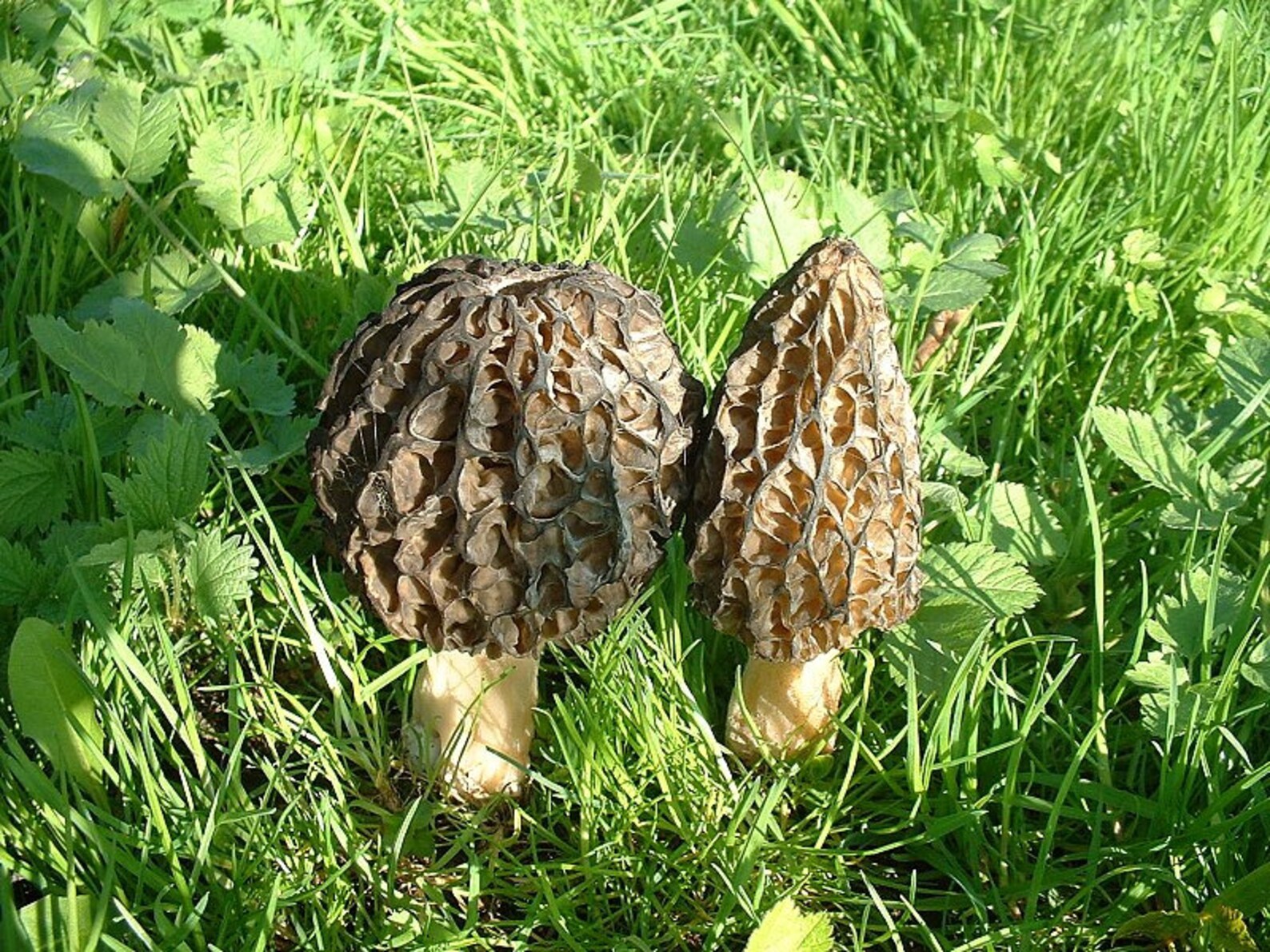 100 G Fresh Morchella Conica BLACK MOREL Mycelium Buy Mushroom Etsy
