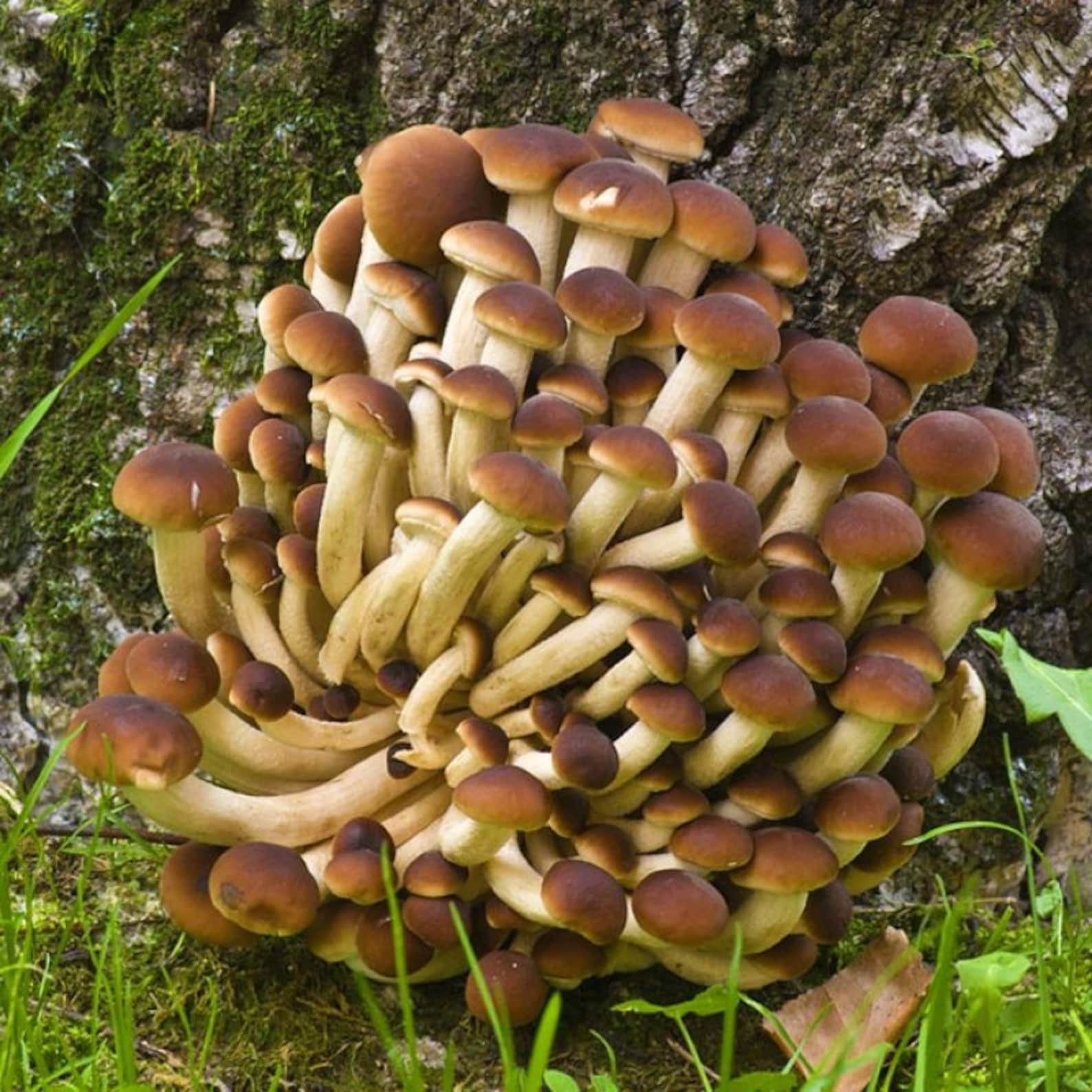 Agrocybe aegerita