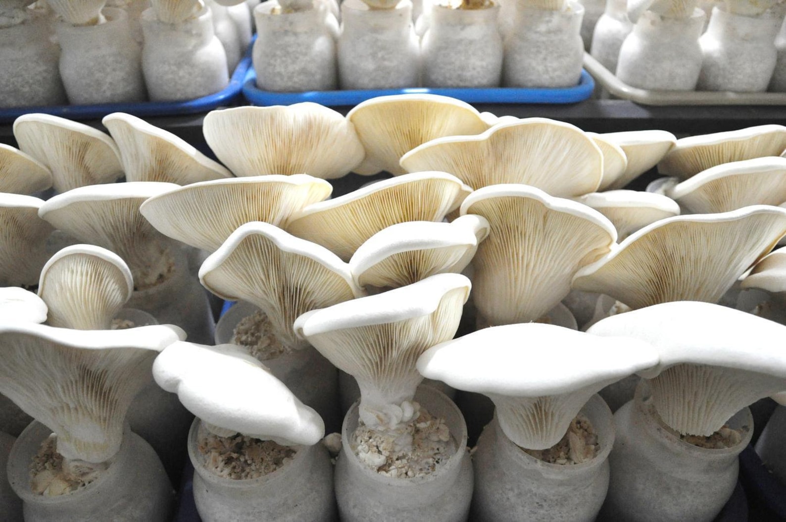 10 g Fresh Pleurotus nebrodensis Mycelium WHITE FERULA Etsy France