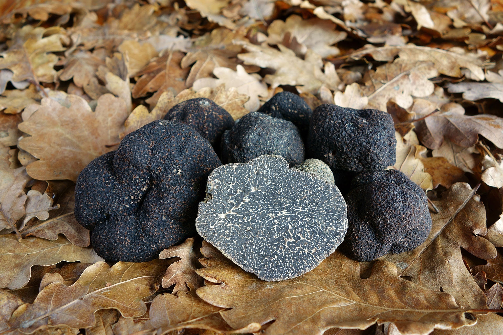 20 g Fresh BLACK TRUFFLE Tuber melanosporum Mycelium Buy Etsy 20 g Fresh BLACK TRUFFLE Tuber melanosporum Mycelium Buy Etsy