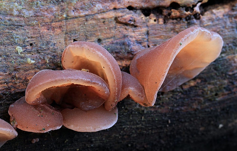 20 Fresh JEW JELLY EAR Auricularia auricula Mushroom