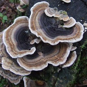 30 Fresh Trametes versicolor TURKEY TAIL Mushroom Dowels Plugs Buy Mushroom Spawn Spores eBook image 2