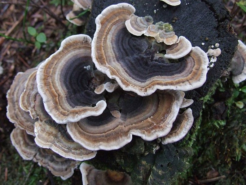 30 Fresh Trametes versicolor TURKEY TAIL Mushroom Dowels Plugs Buy Mushroom Spawn Spores eBook image 2