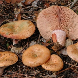 15 g Fresh BLOODY MILKCAP Lactarius sanguifluus Mycelium Buy Mushroom Spawn Spores Seeds Free eBook image 3