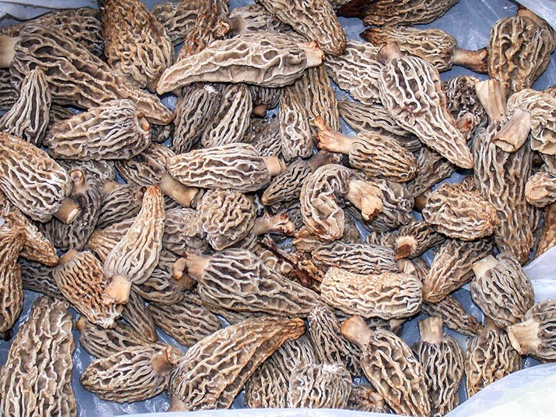 30 g verse BLUSHING MOREL Morchella rufobrunnea mycelium kopen Etsy