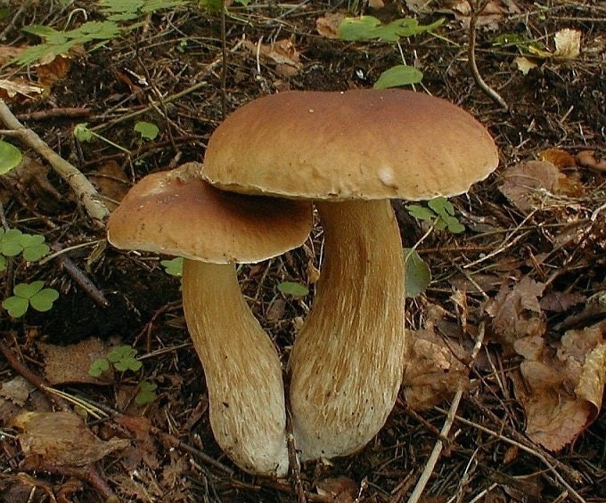 100 g Fresh BOLETUS EDULIS Porcini Cep Buy Mushroom Spawn Spores Seeds