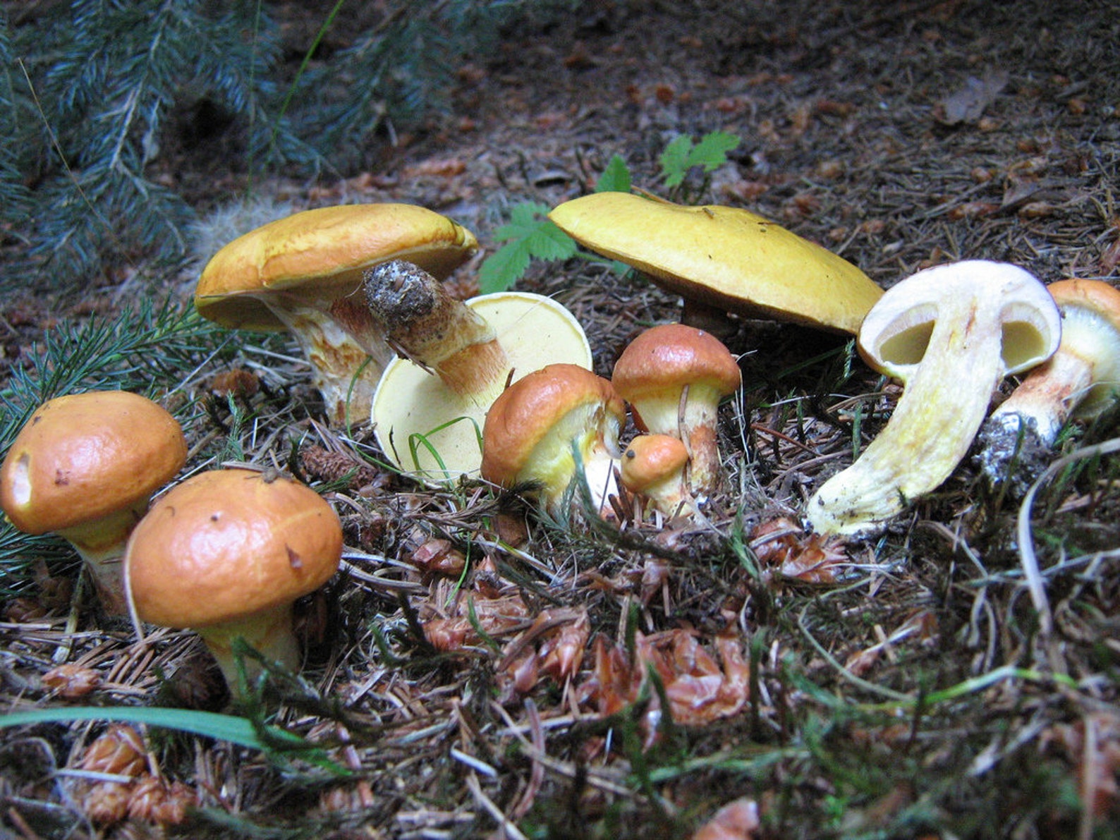 20 G Fresh SLIPPERY JACK Mushroom Spawn Spores Seeds Suillus Etsy