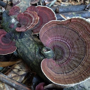 30 Fresh Trametes versicolor TURKEY TAIL Mushroom Dowels Plugs Buy Mushroom Spawn Spores eBook image 1