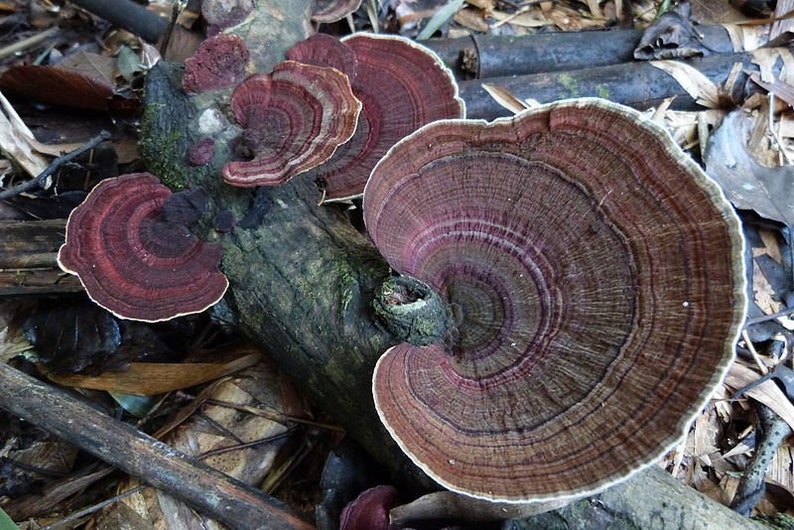 30 Fresh Trametes versicolor TURKEY TAIL Mushroom Dowels Plugs Buy Mushroom Spawn Spores eBook image 1