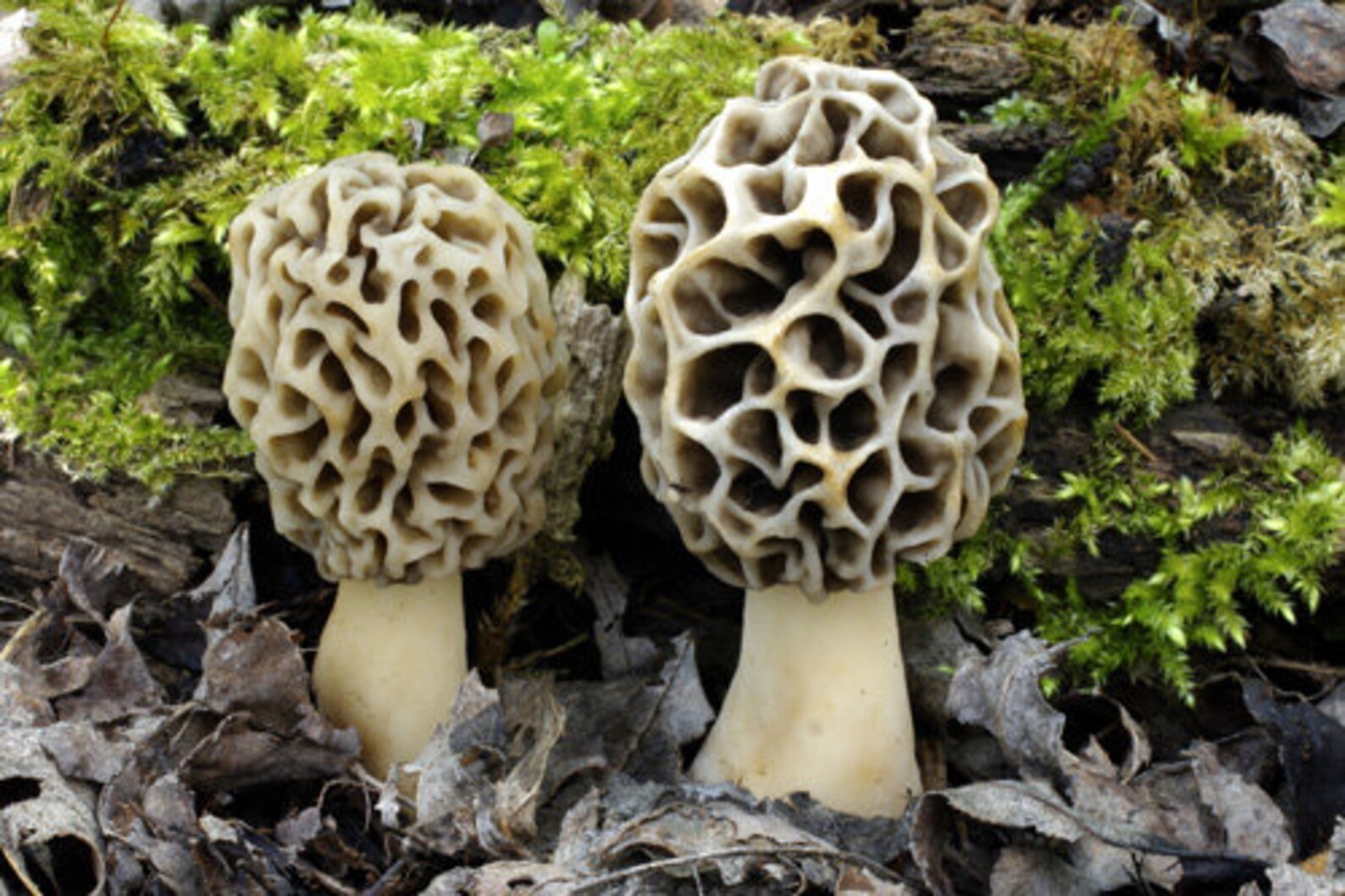 30 G Fresh TRUE MOREL Mycelium Morchella Vulgaris Mushroom Etsy