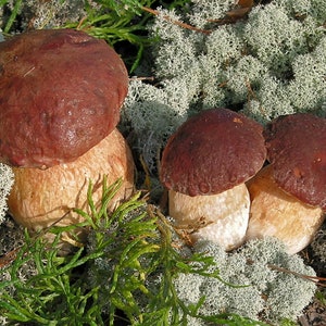 100 g Fresh CEP PORCINI Boletus edulis Mycelium Buy Mushroom Spawn Seeds Spores eBook image 3