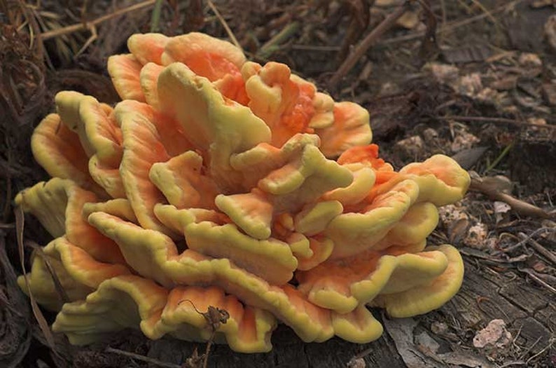 15 G Fresh Laetiporus Sulphureus CHICKEN of the WOODS Mycelium Etsy