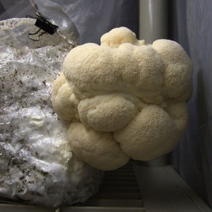 15 g Fresh Hericium erinaceus Mycelium Buy LIONS MANE Mushroom Spawn Spores Seeds + Free eBook