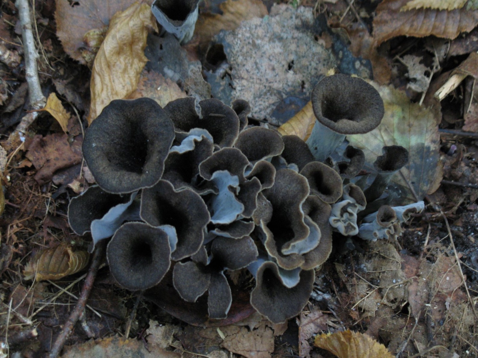 15 g frais noir trompette Chanterelle mycélium corne Etsy