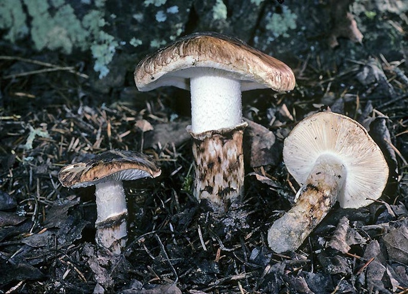 10 g Fresh BROWN MATSUTAKE Tricholoma caligatum Mycelium Mushroom Spawn Seeds Spores Free eBook image 5