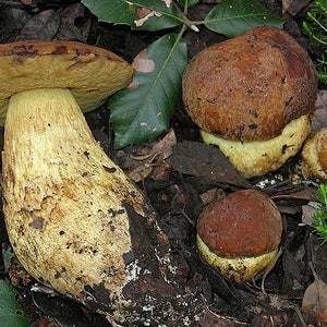 15 g Fresh Cep Porcini BOLETE Mycelium Leccinum lepidum Buy Mushroom Spawn Seeds Spores Free eBook image 1