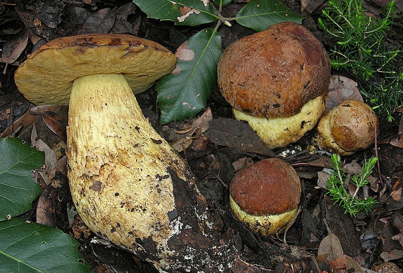 15 G Fresh Cep Porcini BOLETE Mycelium Leccinum Lepidum Buy Etsy UK