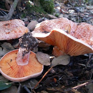 15 g Fresh BLOODY MILKCAP Lactarius sanguifluus Mycelium Buy Mushroom Spawn Spores Seeds Free eBook image 4