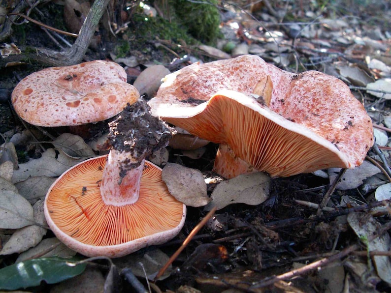 15 g Fresh BLOODY MILKCAP Lactarius sanguifluus Mycelium Buy Mushroom Spawn Spores Seeds Free eBook image 4