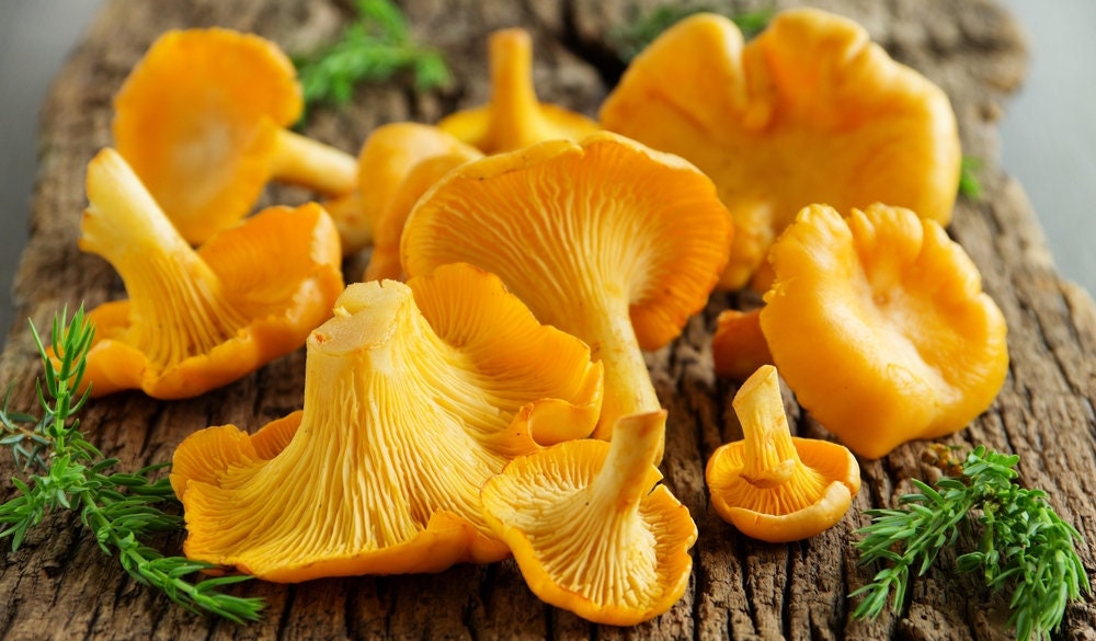 100 g Fresh YELLOW CHANTERELLE Cantharellus cibarius Mycelium Etsy