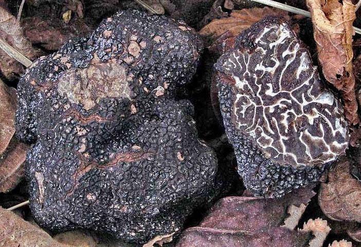 20 g Winter MUSCAT BLACK TRUFFLE Spawn Tuber brumale Mushroom Seeds ...