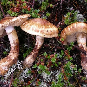 10 g Fresh Tricholoma MATSUTAKE Mycelium Buy Mushroom Spawn Seeds Spores Free eBook image 1