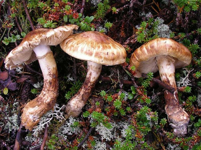 10 g Fresh Tricholoma MATSUTAKE Mycelium Buy Mushroom Spawn Seeds Spores Free eBook image 1