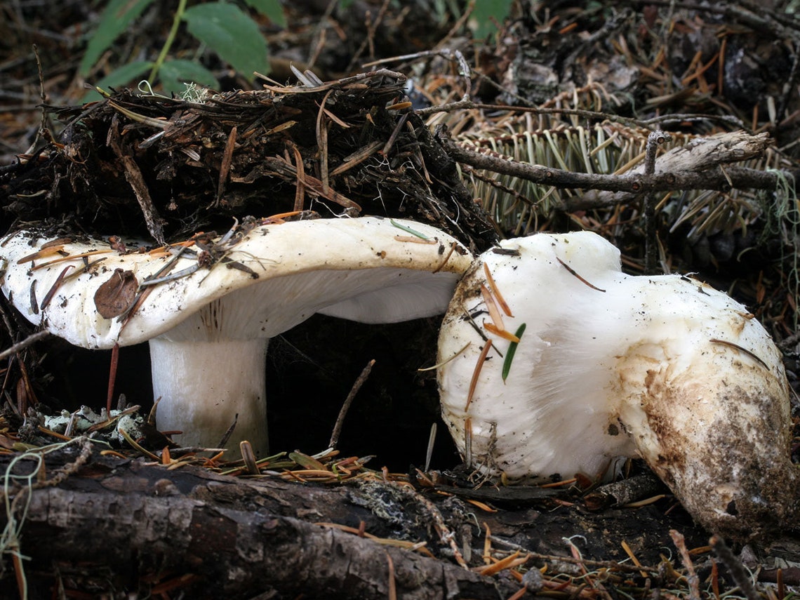 10 G Fresh WHITE MATSUTAKE Tricholoma Magnivelare Mycelium Etsy
