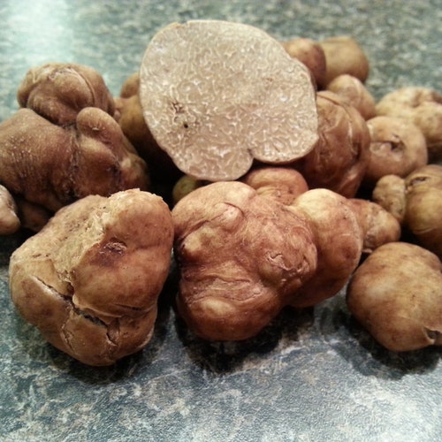 Choiromyces venosus White Truffle seeds Mushroom Mycelium spawn Spores