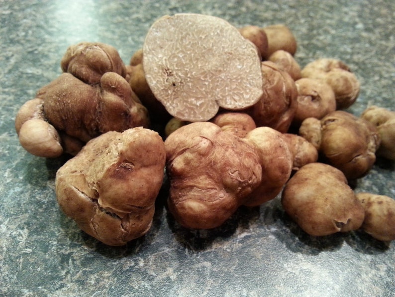 10 G Fresh PECAN TRUFFLE Mycelium Tuber Lyonii Mushroom Spawn Etsy