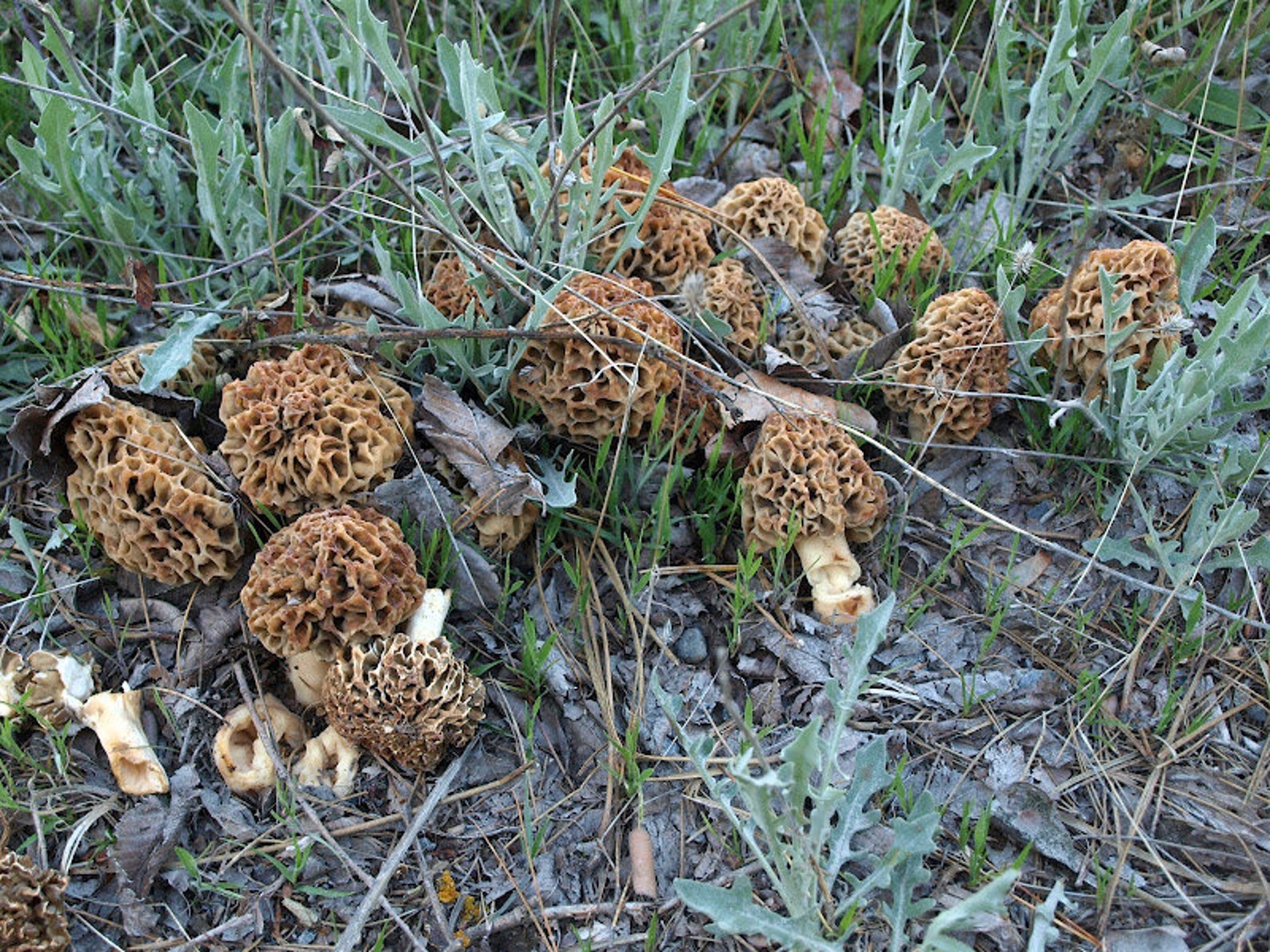 15 G Fresh TRUE MOREL Morchella Vulgaris Mycelium Mushroom Etsy