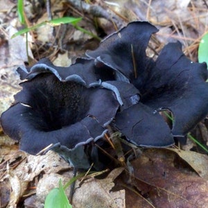 15 g Fresh BLACK TRUMPET Chanterelle Mycelium Horn of Plenty Mushroom Spores Spawn Craterellus + Free eBook