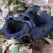 see more listings in the Mushroom spores spawn section