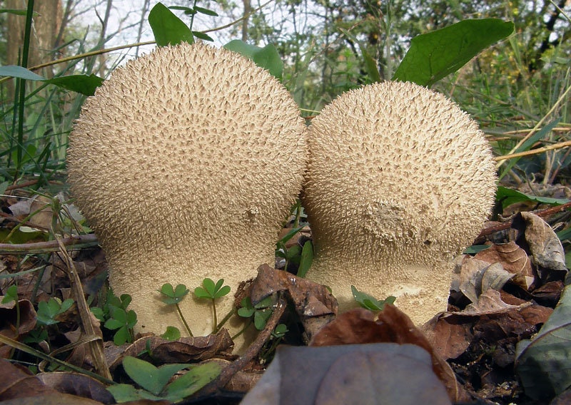 Calvatia gigantea dry grain mycelium 10 g or 30 g Calvatia gigantea dry grain mycelium 10 g or 30 g