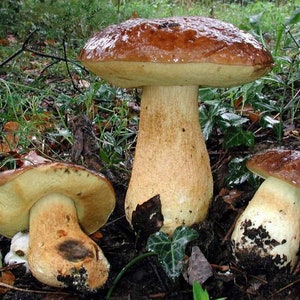 15 g Fresh Cep Porcini BOLETE Mycelium Leccinum lepidum Buy Mushroom Spawn Seeds Spores Free eBook image 5